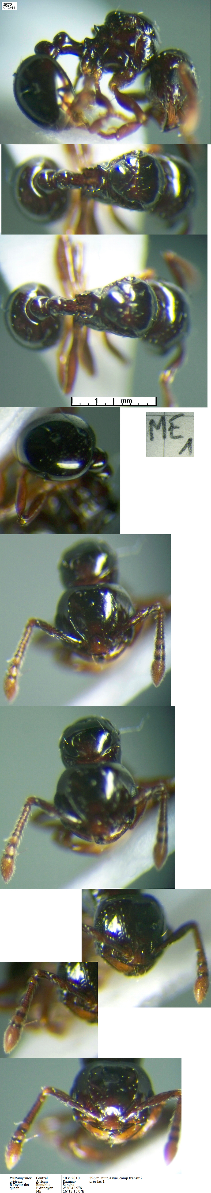 {Pristomyrmex orbiceps queen}