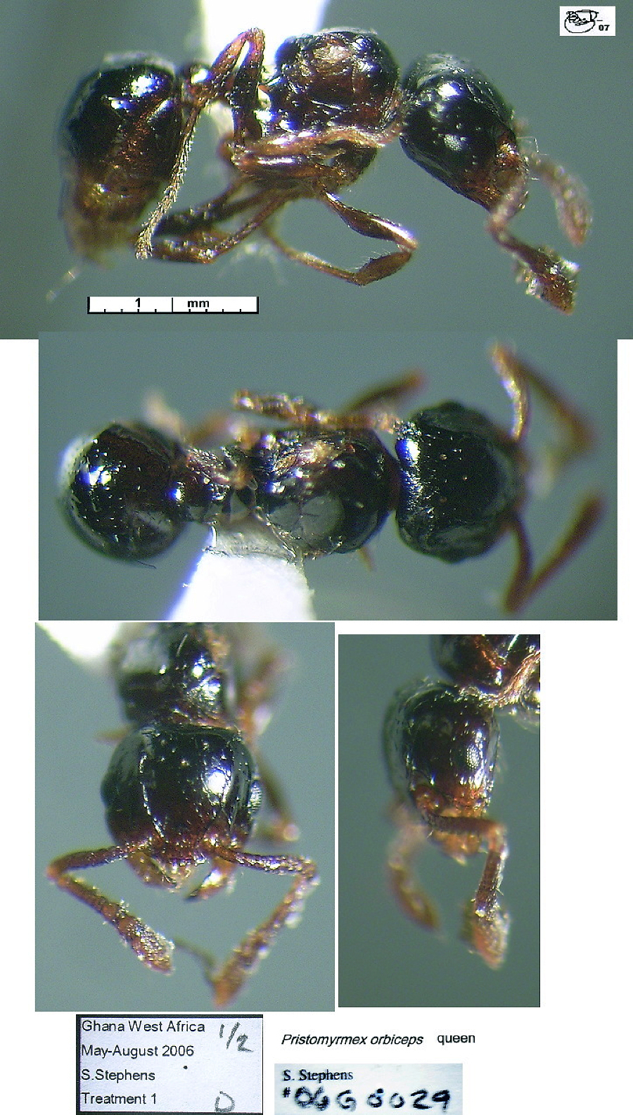 {Pristomyrmex orbiceps  queen}