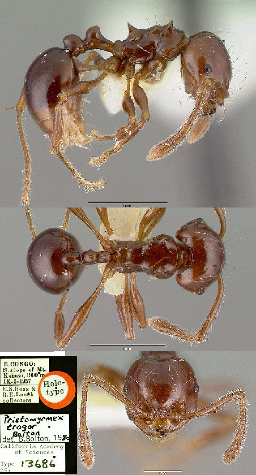 {Pristomyrmex trogor}