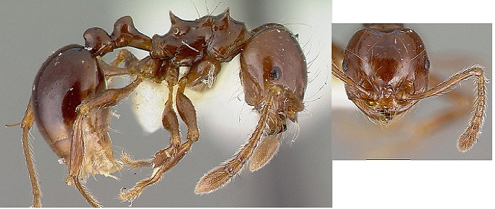 {Pristomyrmex trogor}