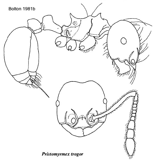 {Pristomyrmex trogor}