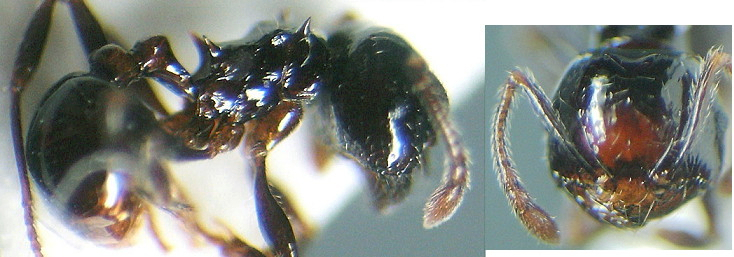 {Oligomyrmex usambarensis}