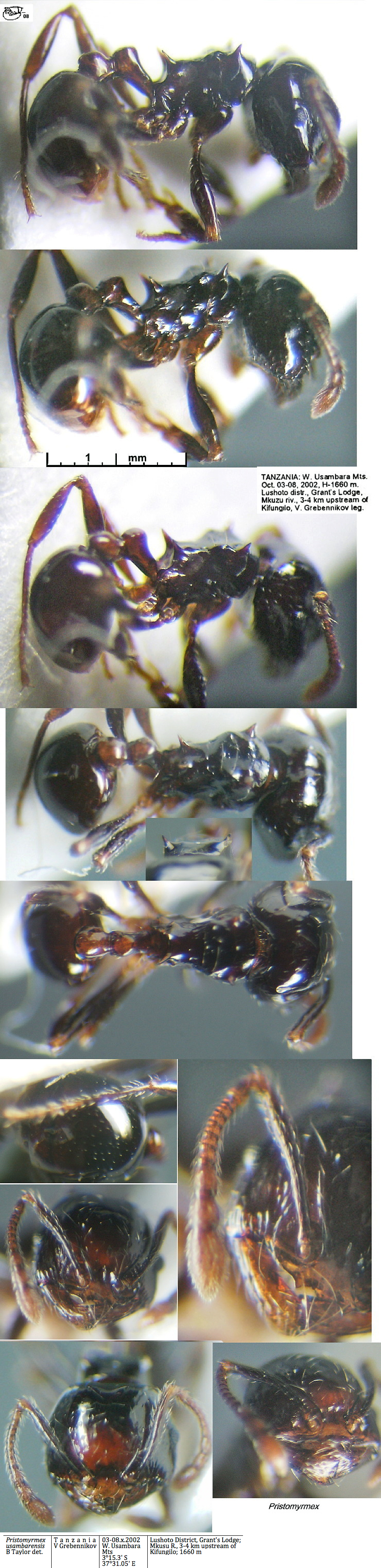 {Pristomyrmex usambarensis}