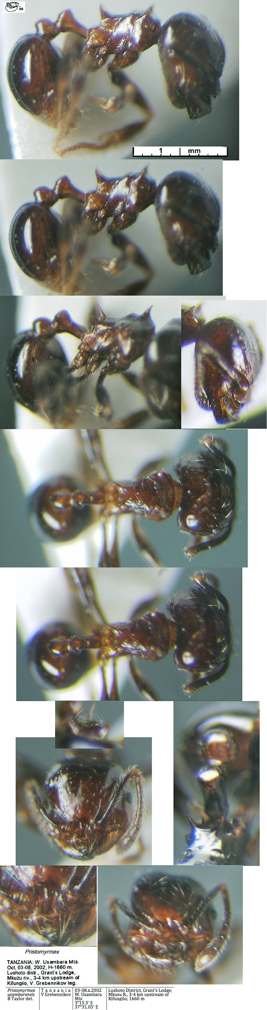 {Pristomyrmex usambarensis}