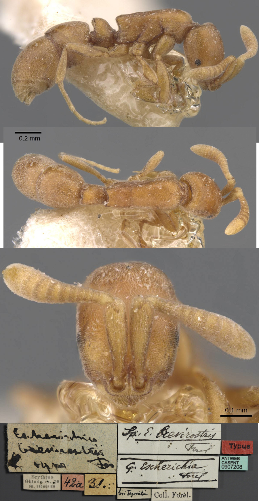 {Probolomyrmex brevirostris}