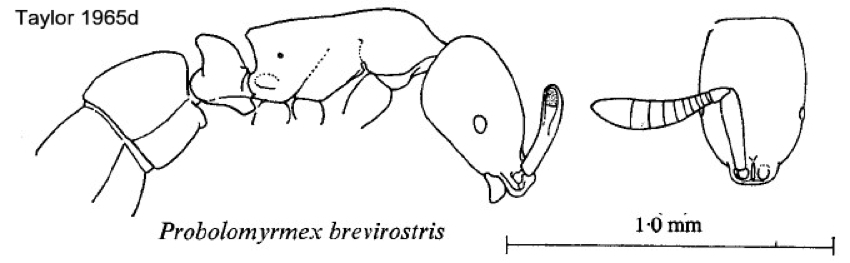 {Probolomyrmex brevirostris}