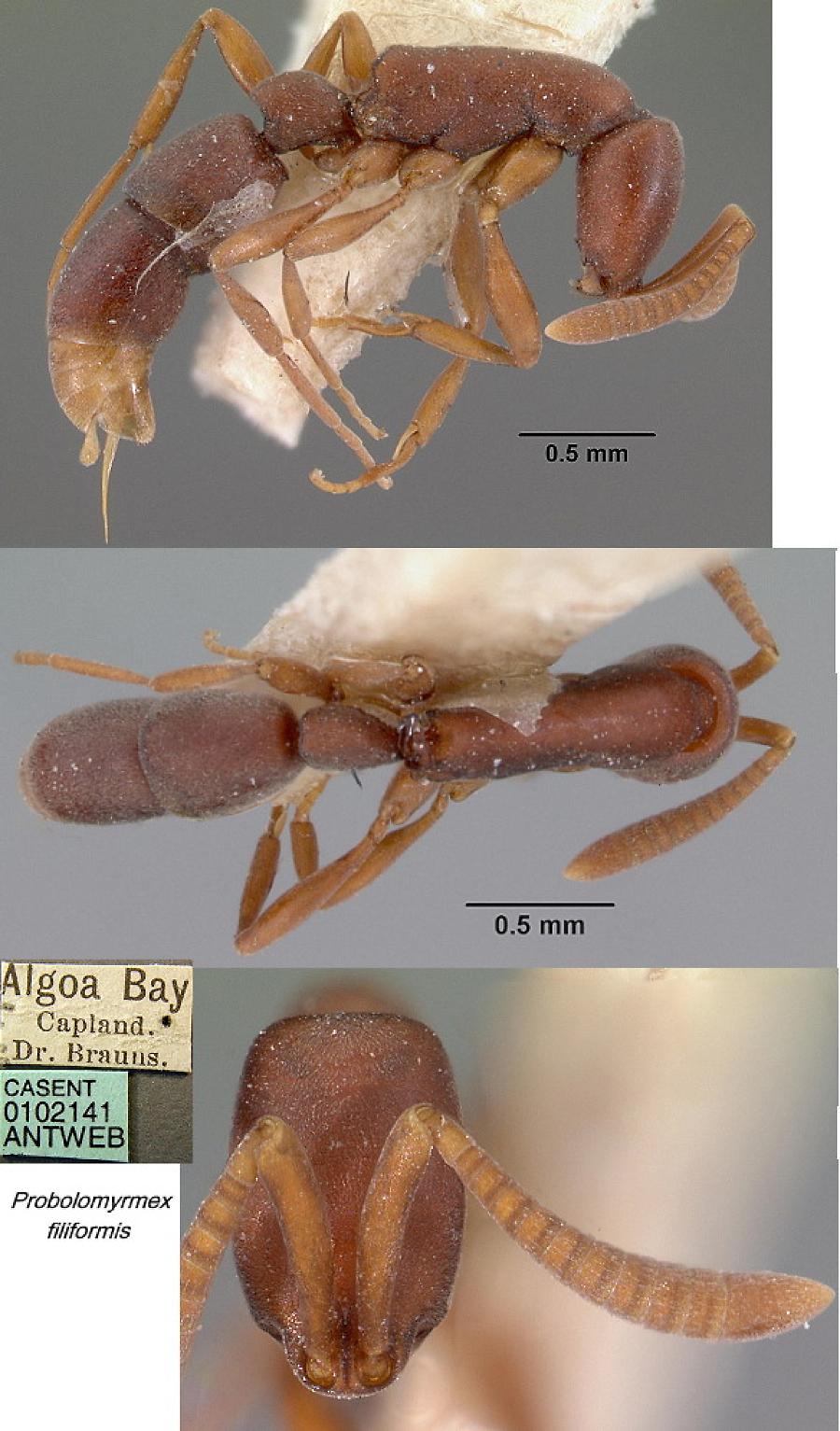 {Probolomyrmex filiformis}