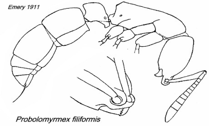 {Probolomyrmex filiformis}