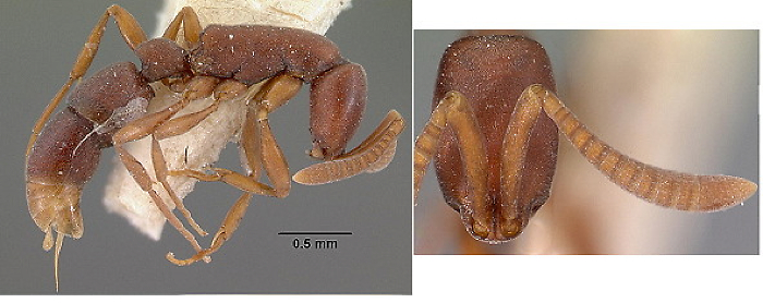 Probolomyrmex filiformis