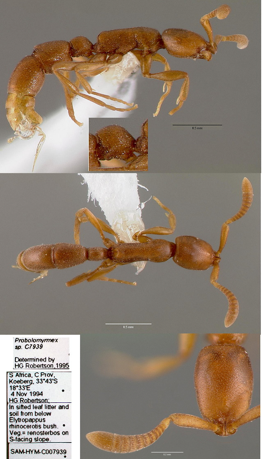 {Probolomyrmex C7939}