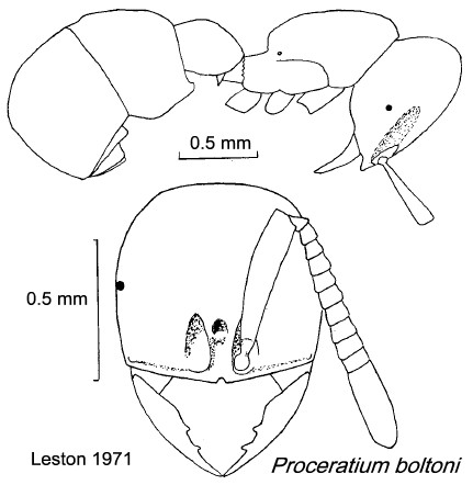 {Proceratium boltoni}