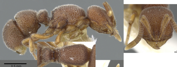 Proceratium lunatum