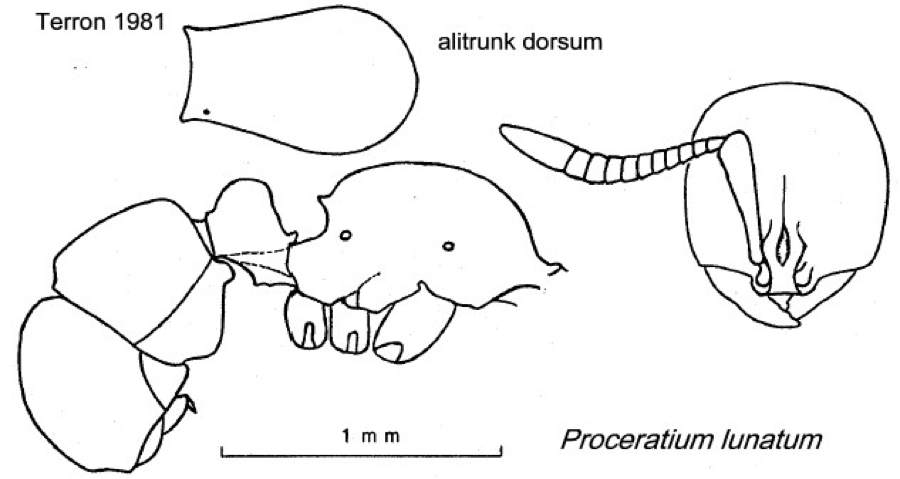 {Proceratium lunatum}