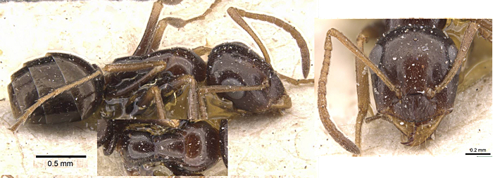 Proformica mongolica