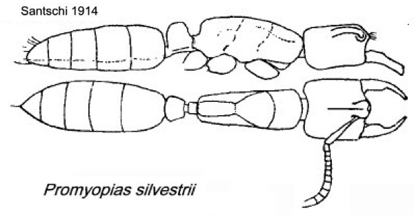 {Promyopias silvestrii}