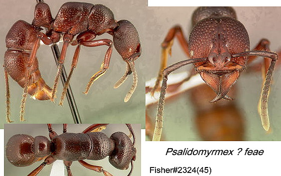 {Psalidomyrmex ? feae}