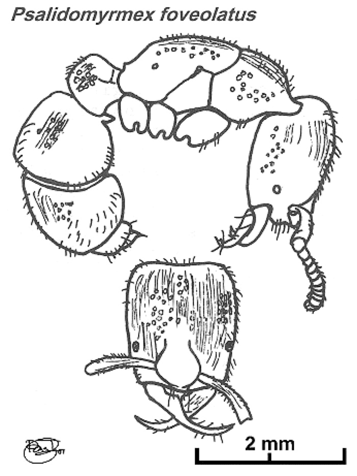 {Psalidomyrmex foveolatus}