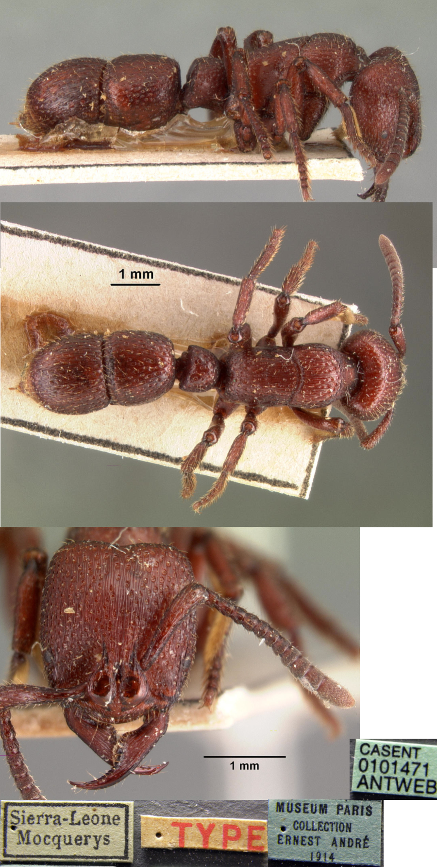 {Psalidomyrmex foveolatus}