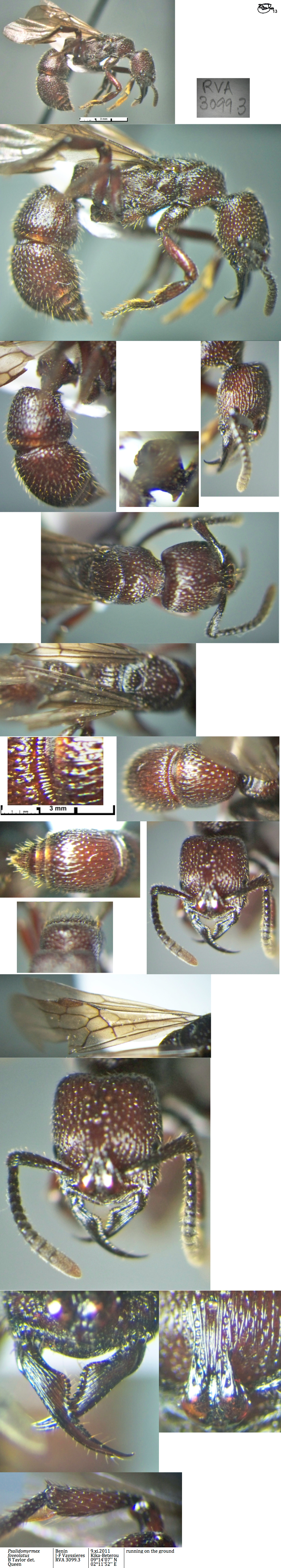 {Psalidomyrmex foveolatus}