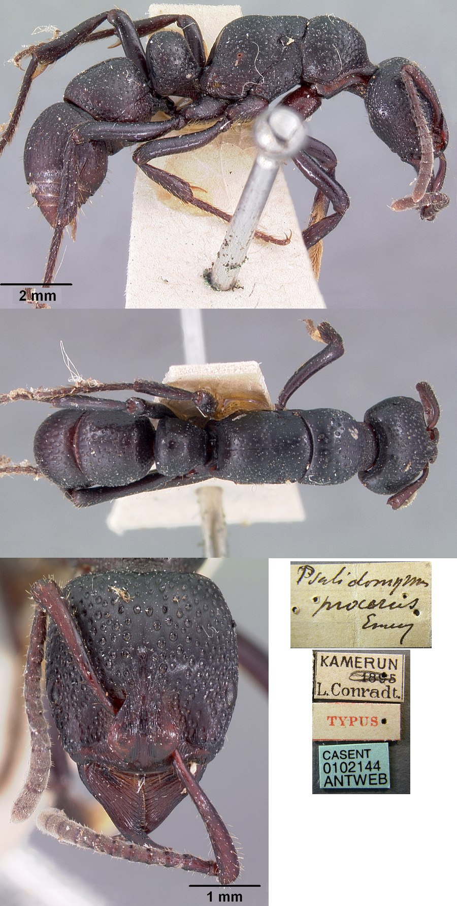 {Psalidomyrmex procerus}