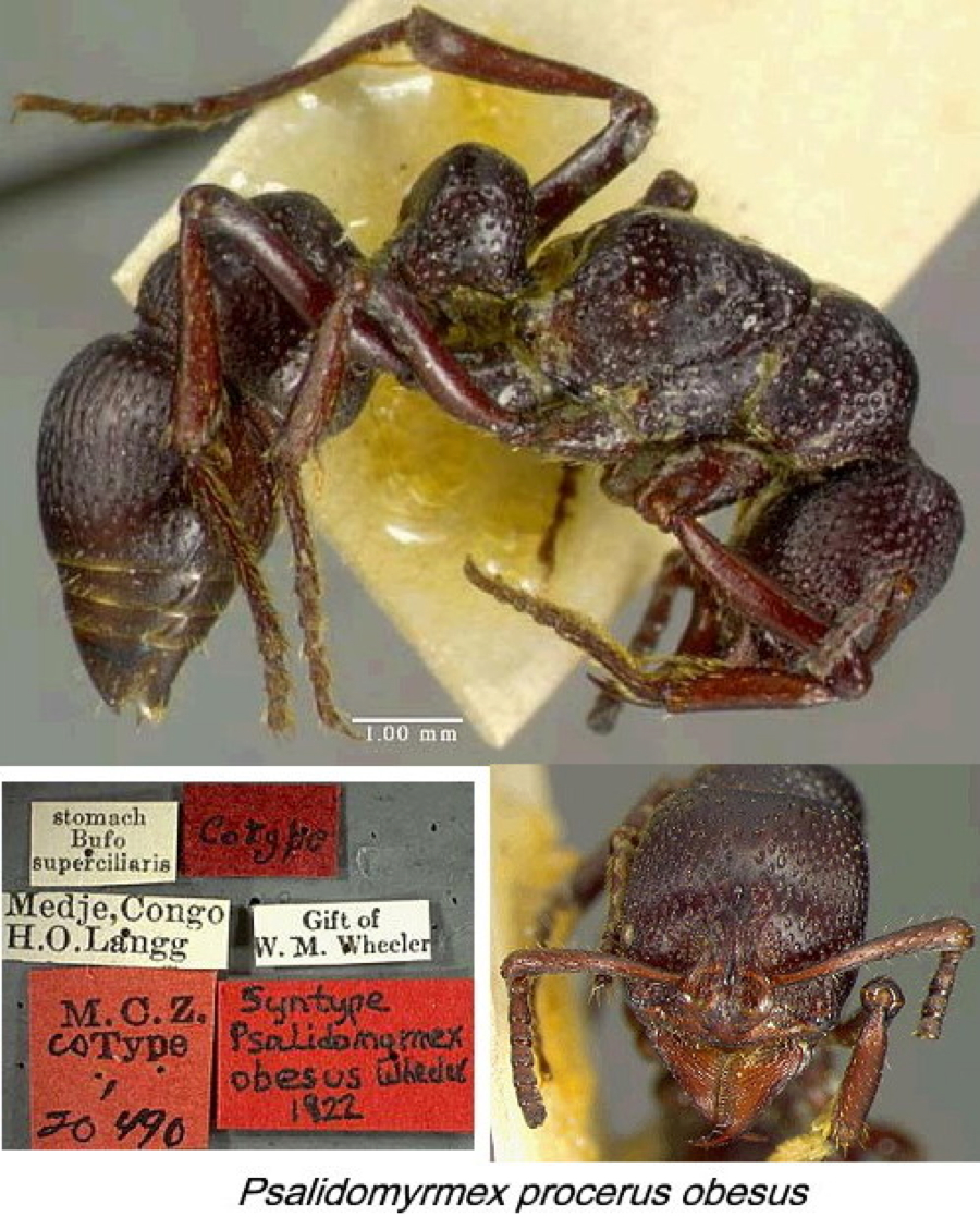 {Psalidomyrmex obesus}