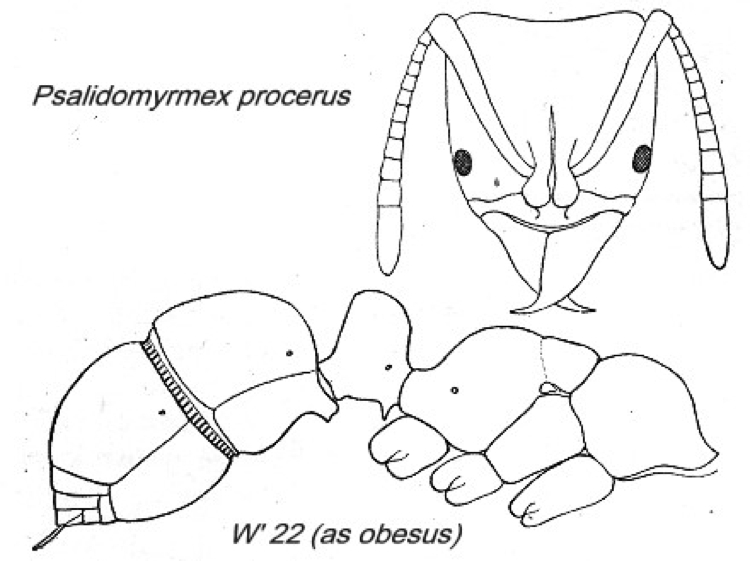 {Psalidomyrmex procerus}