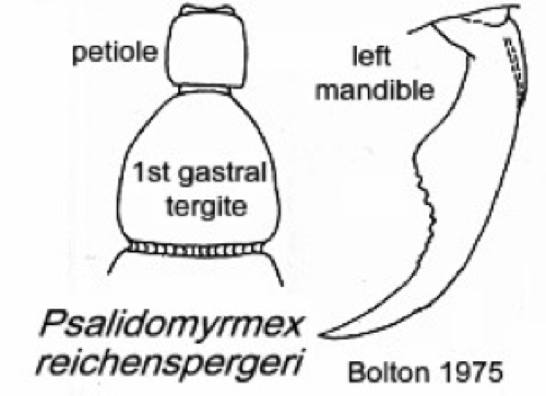 {Psalidomyrmex reichenspergeri}