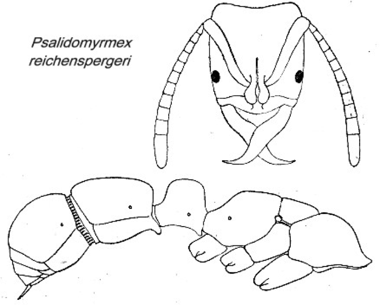 {Psalidomyrmex reichenspergeri}