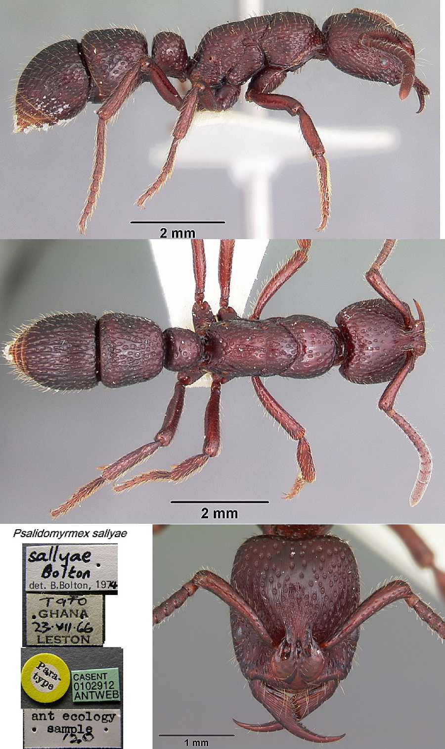 {Psalidomyrmex sallyae}