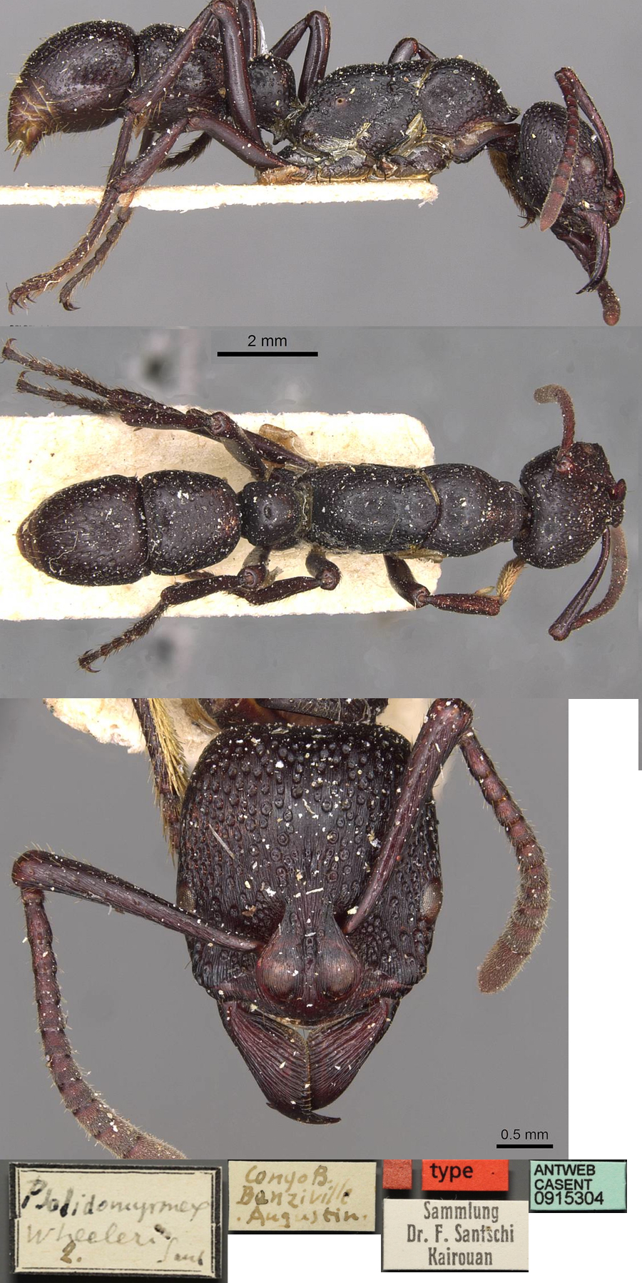 {Psalidomyrmex wheeleri}