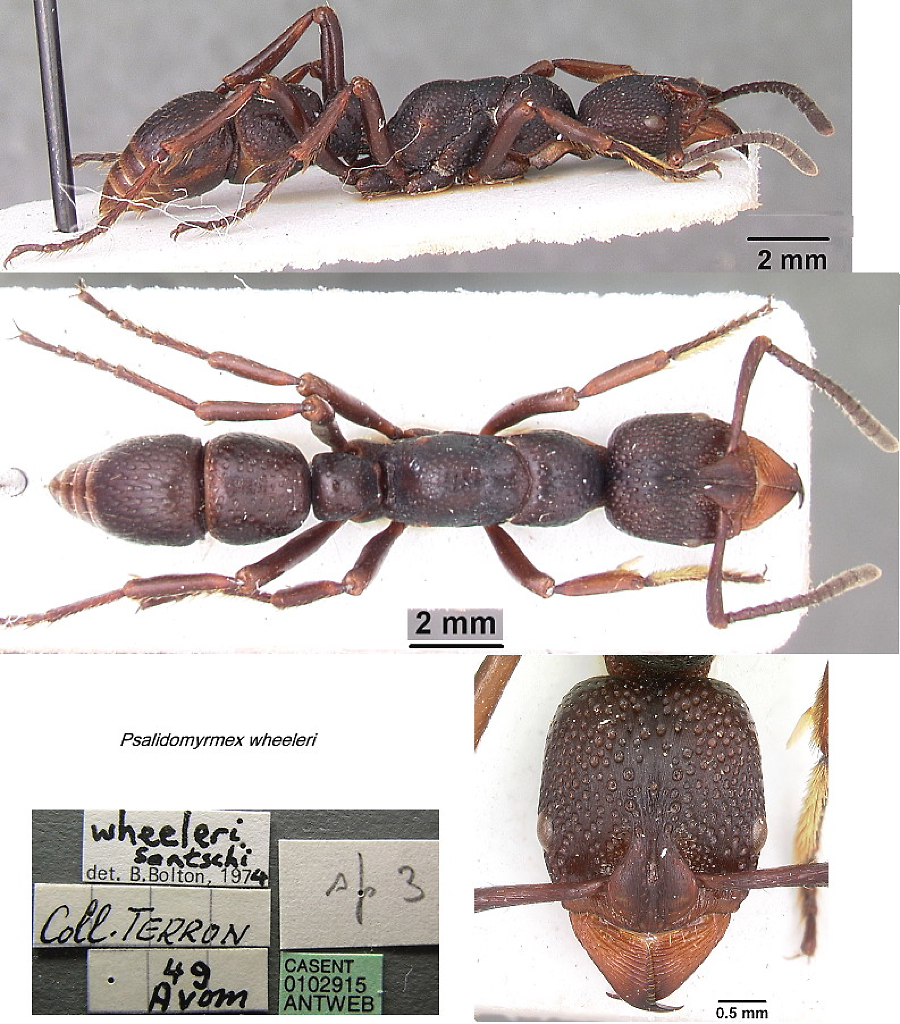 {Psalidomyrmex wheeleri}