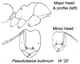 {Pseudolasius bufonus}