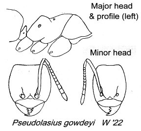 {Pseudolasius gowdeyi}