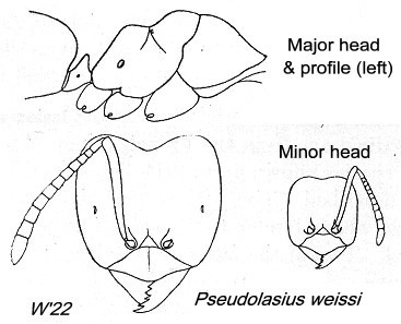 {Pseudolasius weissi}