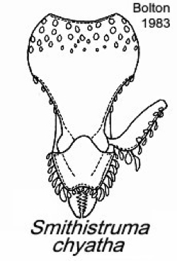 {Pyramica (Smithistruma) chyatha}