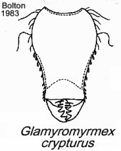 {Pyramica (Glamyromyrmex) cryptura}