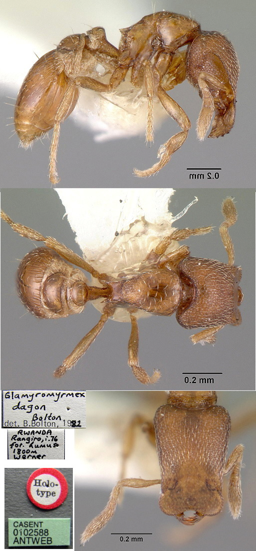 {Pyramica (Glamyromyrmex) dagon}