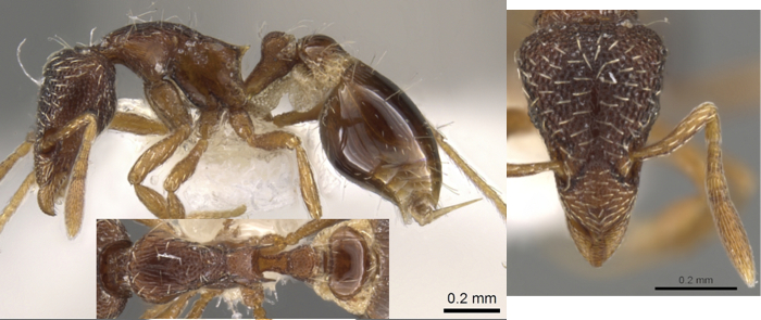 Pyramica dictynna
