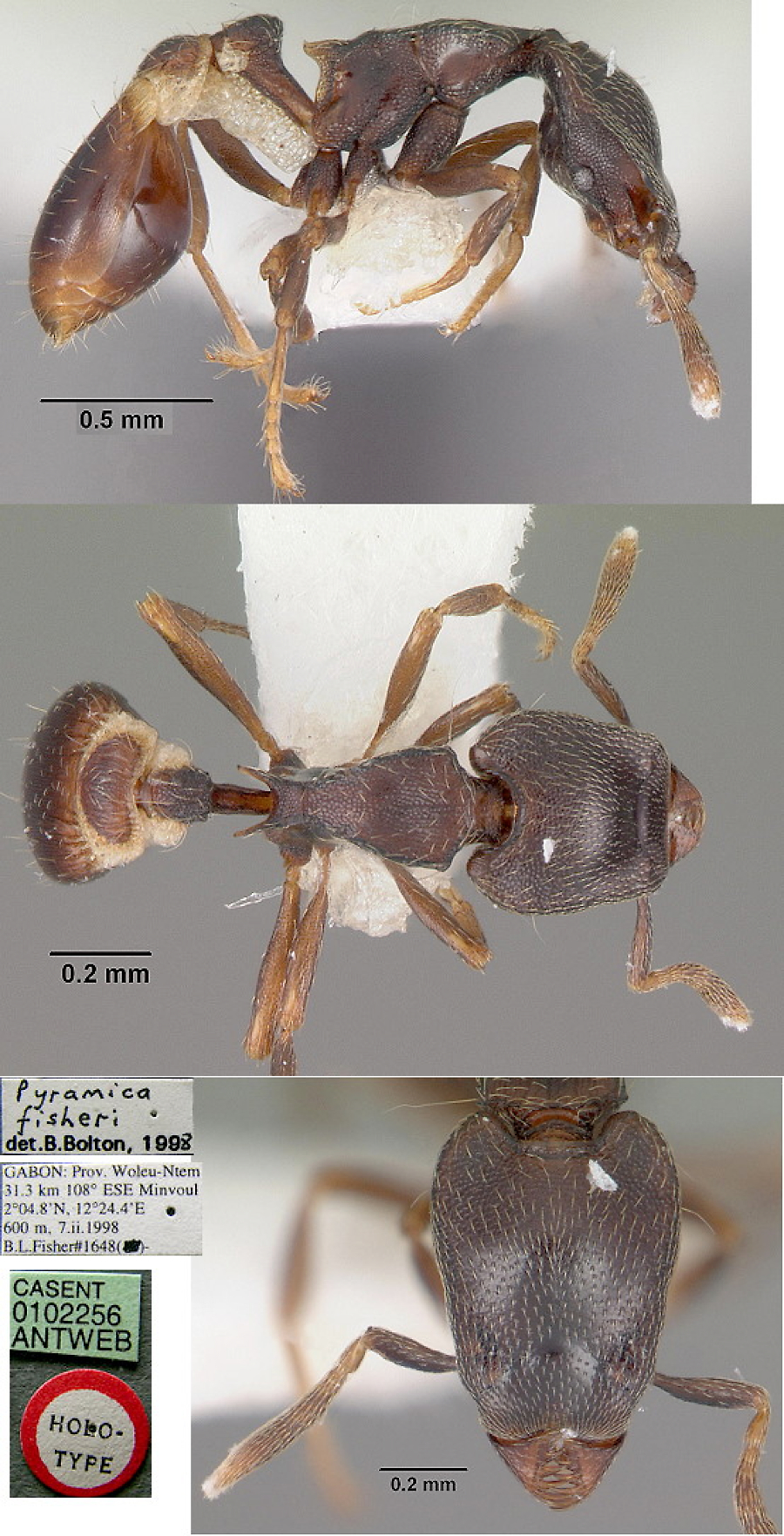 {Pyramica (Glamyromyrmex) fisheri}