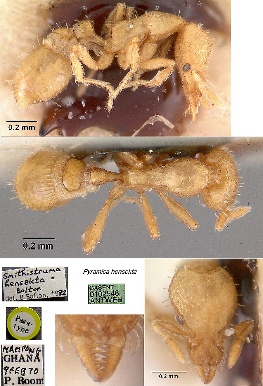 {Pyramica (Smithistruma) hensekta}