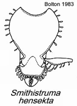 {Pyramica (Smithistruma) hensekta}