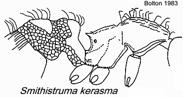 {Pyramica (Smithistruma) kerasma}