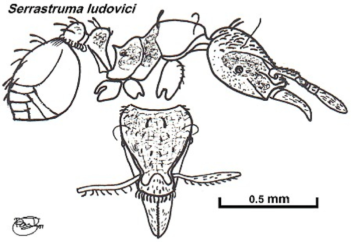 {Pyramica (Serrastruma) ludovici}