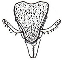 {short description of image}