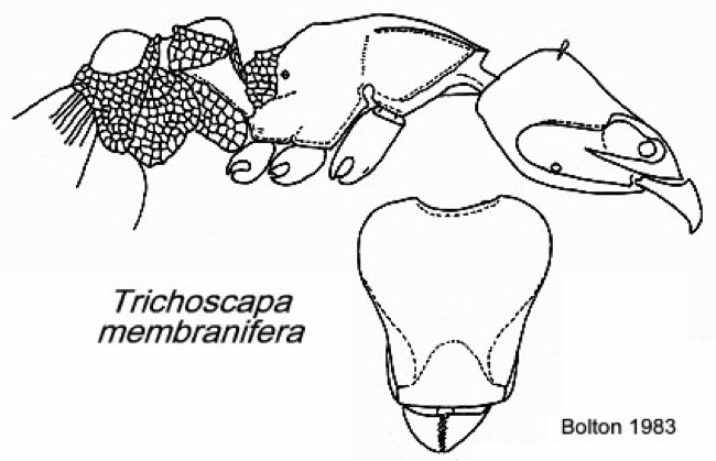 {Pyramica membranifera}