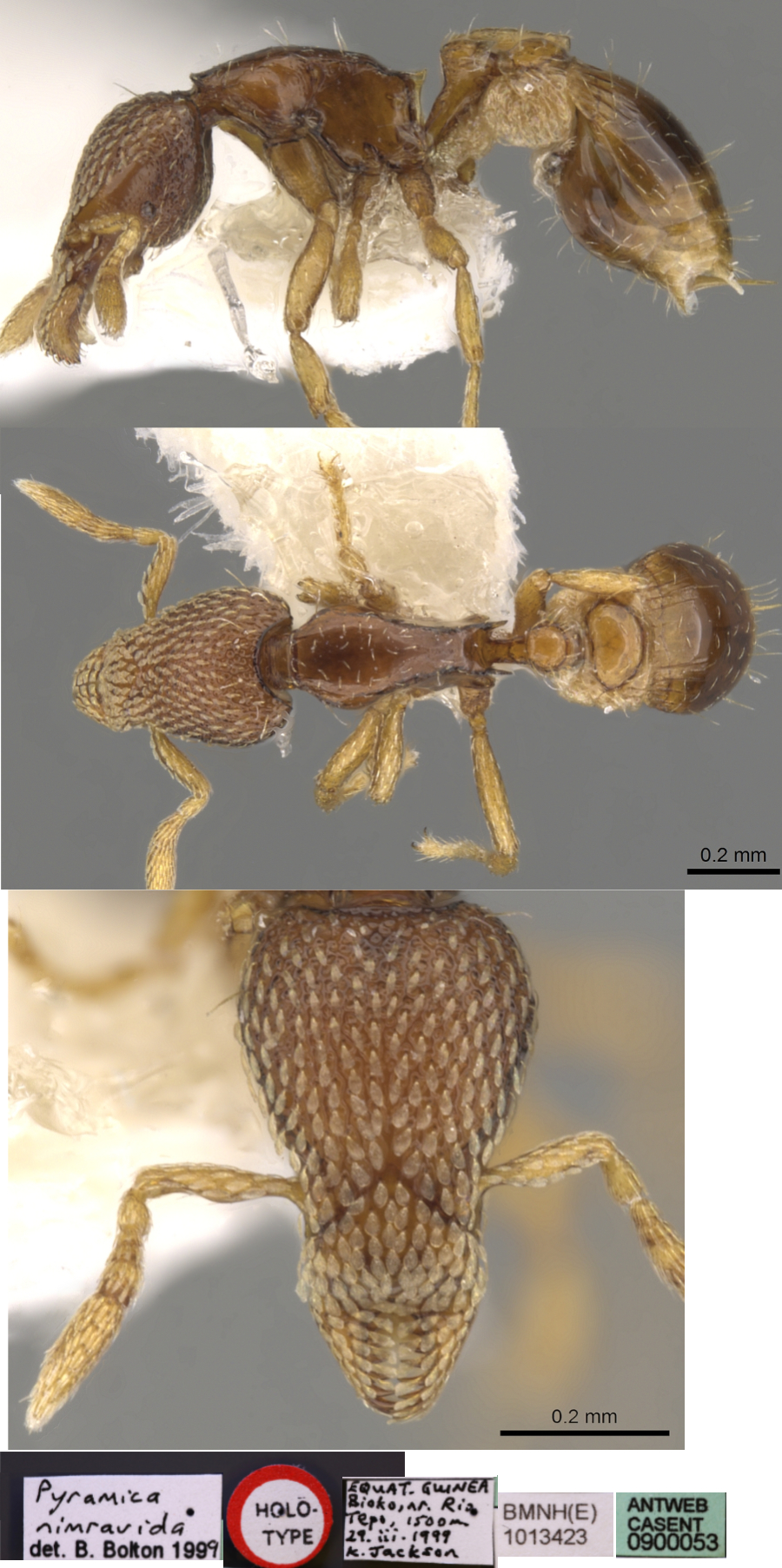 {Pyramica (Glamyromyrmex) nimravida}