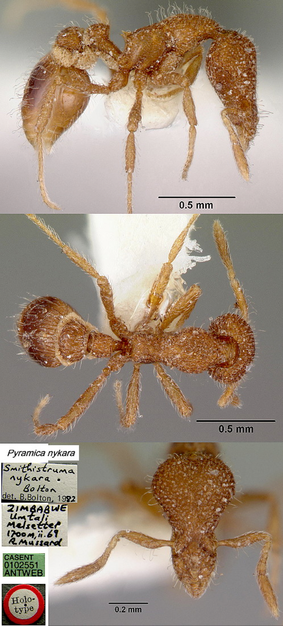 {Pyramica (Smithistruma) nykara}