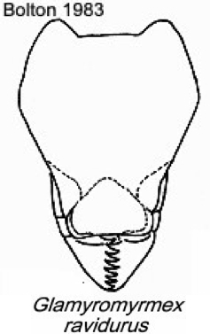 {Pyramica (Glamyromyrmex) ravidura}