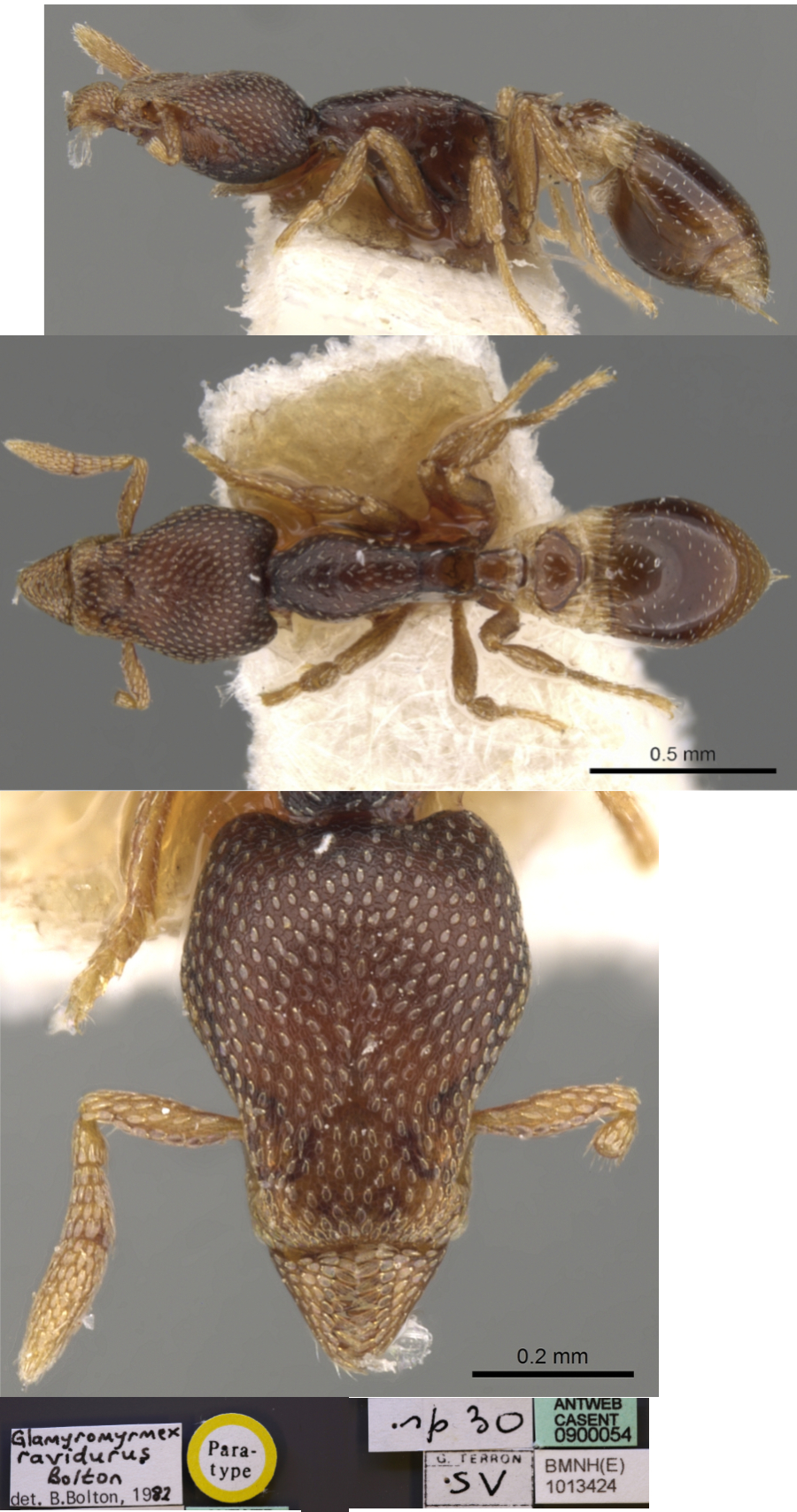 {Pyramica (Glamyromyrmex) ravidura}