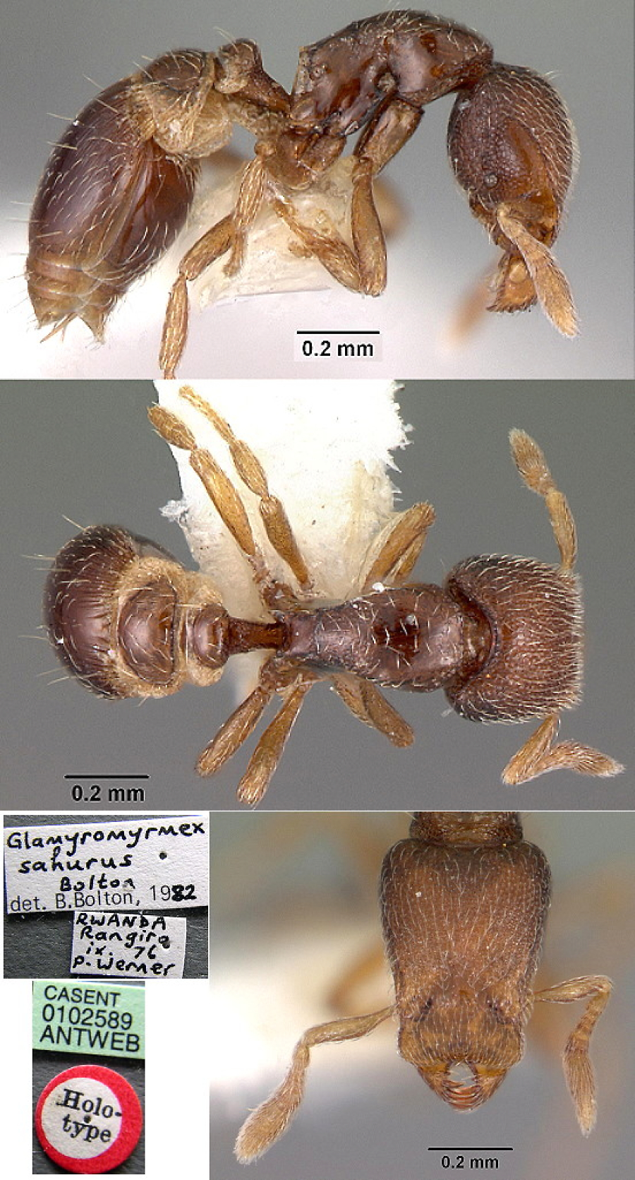 {Pyramica (Glamyromyrmex) sahurus}